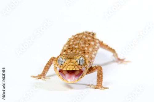 Plakat Gałka Gecko Nephrurus
