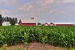 A maturing corn crop on an Illinois farm begins to obscure a farmhouse, barn, silos and other buildings. The scene is common in Illinois and the Midwestern United States where corn is a major crop. 
