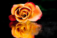 Wet Orange And Yellow Rose