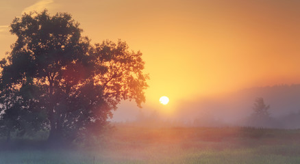 Wall Mural - misty summer sunrise