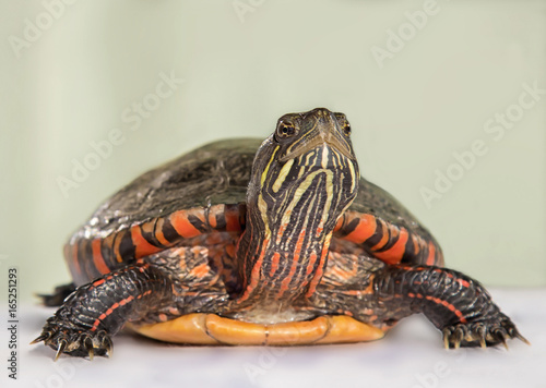 Fotomural Chrysemys picta dorsalis Wasserschildkröte Nahaufnahme