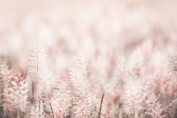 Wall Mural - Spring or summer abstract nature blurred background with flower grass in the meadow