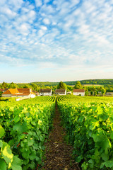 Wall Mural - Row vine green grape in champagne vineyards at montagne de reims on countryside village background, France