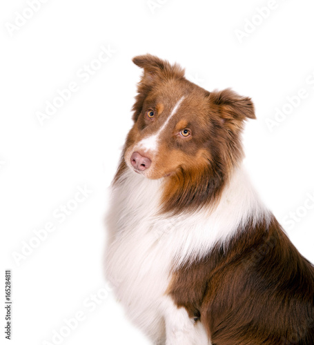 Braun Weisser Border Collie Im Portrait Buy This Stock Photo And Explore Similar Images At Adobe Stock Adobe Stock