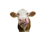 Fototapeta Konie - Freigestellte Kuh mit Zunge in der Nase