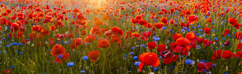 Wall Mural - red poppies among wildflowers in the sunset light