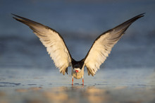 A Black Skimmer Comes In To Land On A Wet Sandy Beach In The Early Morning Sunlight.