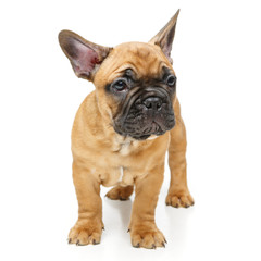  cute french bulldog puppy