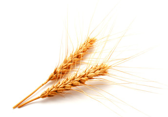 Wheat ears isolated on a white background