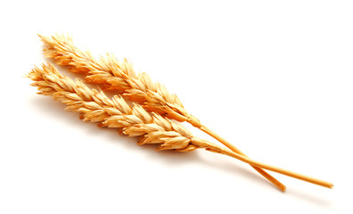 Wheat ears isolated on a white background