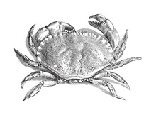 Edible Crab (Cancer Pagurus) - Vintage Illustration 