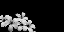 White Flower, Close Up Petal Of White Plumeria Flower Or White Flowers Isolated Use For Web Design And Flower Background