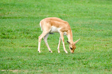 Tricky Fawn