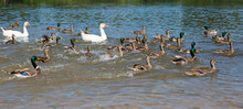 Ducks And Geese Swimming Fast In A Lake