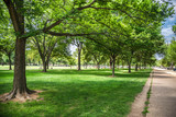 Fototapeta  - Many trees with shadow and sunlight in Washington DC parks