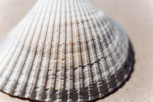 A Solitaire Shell Solitary Shell Free Stock Photo - Public Domain Pictures