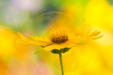 Wall Mural - yellow flower with delicate transparent petals on a beautiful background. cosmos flower petals abstr