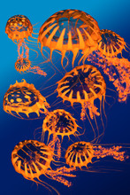 Golden Jellyfish Dance - A Group Of Golden Jellyfish Dance Around Each Other In Blue Ocean Surface Waters.