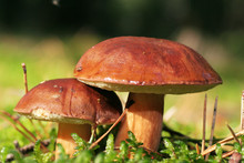 Two Beautiful And Healthy Boletus Mushrooms With Dark Brown Hats Among The Green Moss