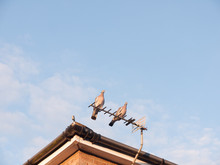 Two Feral Pigeons Resting Close Together On Top Of A House Roof Tv Aerial