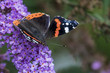 Red Admiral on Blossom