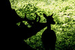 Silhouette of Loving Deer