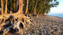 Trees Roots On Sand