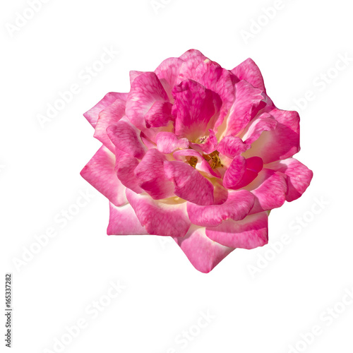 single pink rose  isolated  background