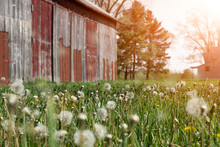 Historic Old Farmhouse And Rustic Faded Barn With Dandelion Seeds Blowing In The Wind And Farmhouse In Morning Sun.  Copyspace Along Right Side.