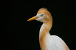 Beautiful cattle egret close up shot with a black background