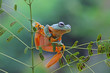 Javan tree frog on branch