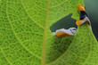 Javan tree frog look on leaf