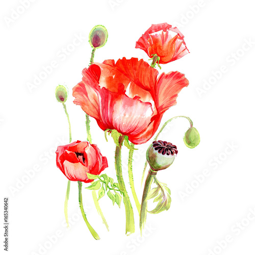 Dekoracja na wymiar  dziki-kwiat-maku-w-stylu-przypominajacym-akwarele-na-bialym-tle-pelna-nazwa-rosliny-maki-akwarele