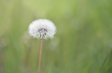 Fototapeta Dmuchawce - Close up of a dandelion