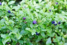 Closeup Photo Of Ripe Blueberry On The Bush.
