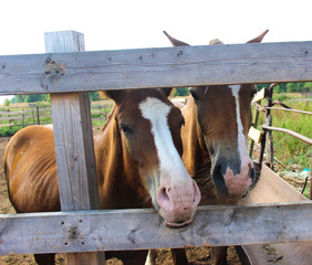 two horses