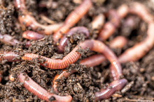 Earthworms Free Stock Photo Public Domain Pictures