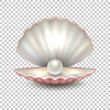 Realistic vector beautiful natural open sea pearl shell closeup isolated on transparent background. Design template, clipart, icon or mockup in EPS10.