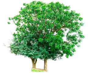 Two green tree isolated on white background.