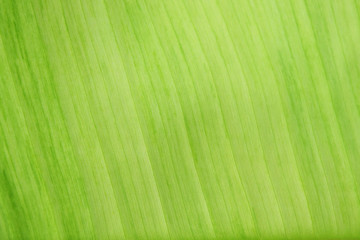 Leaves of banana trees