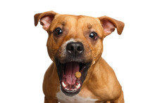 Funny Portrait Of Half-breed Red Dog Catches Treats With His Opened Mouth Isolated On White Background