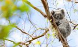 Fototapeta Zwierzęta - Koala