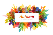 Autumn Banner. White Horizontal Frame With Colorful Various Leaves In Transparent Overlay Style.