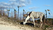 © Timo - Skinny horse eating