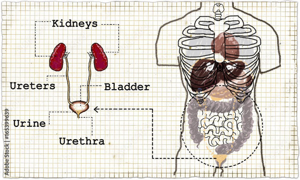 Urinar Anatomy Urinary System Illustration Stock Illustration | Adobe Stock