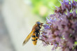 Hornet mimic hoverfly on flower (side view)
