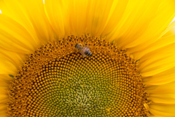 Wall Mural - Sonnenblumen