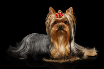 Yorkshire Terrier Dog Lying on Isolated Black Background with Reflection