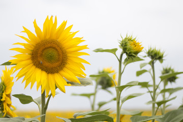 Sticker - Sonnenblumen