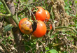 Phytophthora infestans is an oomycete that causes the serious tomatoes disease known as late blight or potato blight.